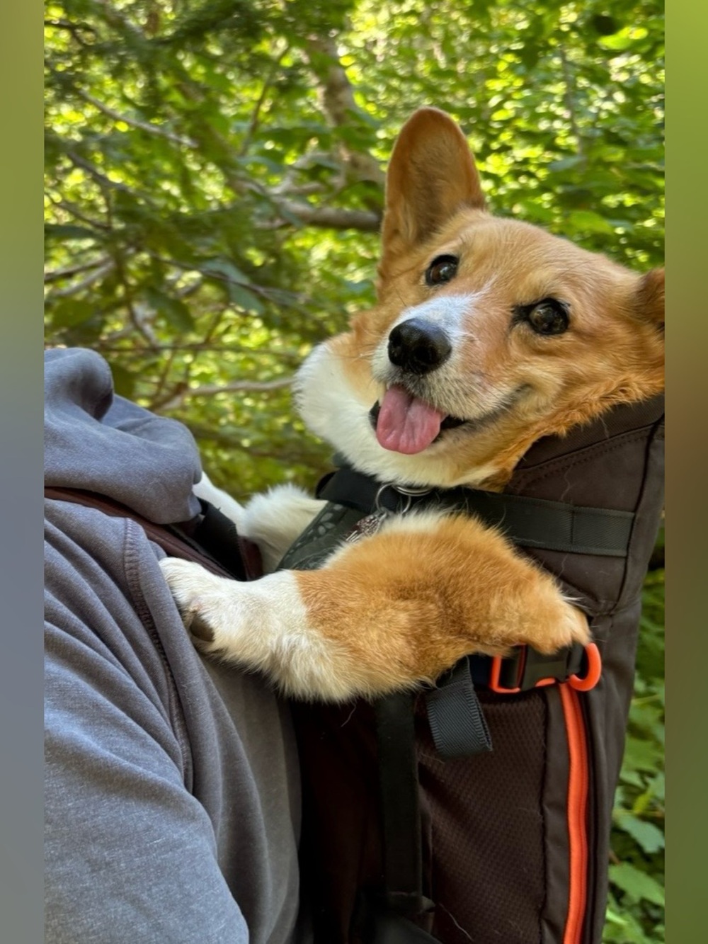 Little Chonk Maxine One Dog Backpack + Snacc Pacc – Black